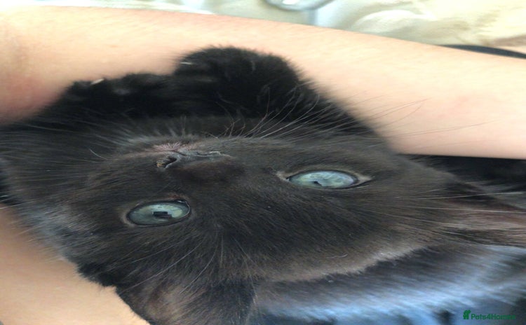 Bombay cats - Advert 1