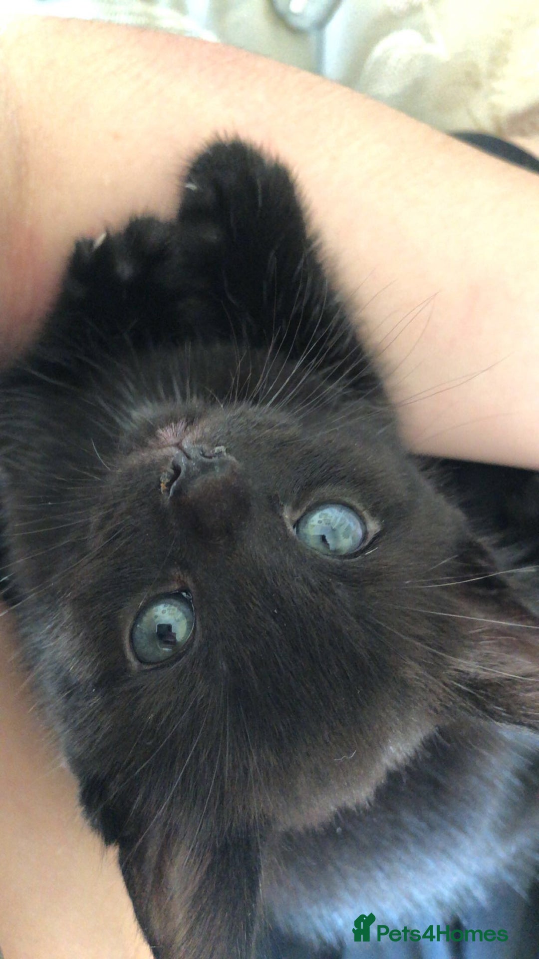 Bombay cats for sale: 4 kittens for sale  - Image 1