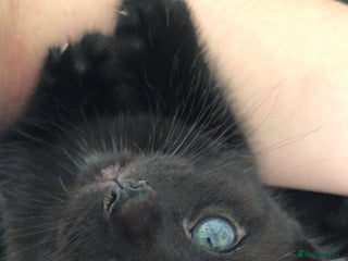 Bombay cats - Advert 5