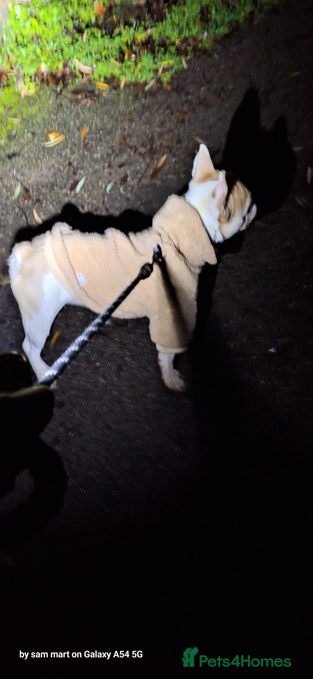 French Bulldog dogs for sale: French bulldog 12 month's old - Advert 3