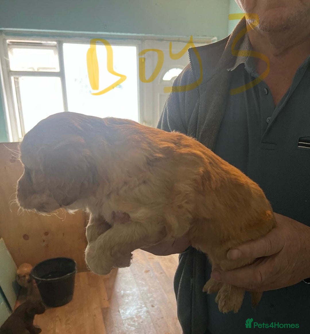 Labradoodle dogs for sale: Labradoodle puppies for sale  - Image 2