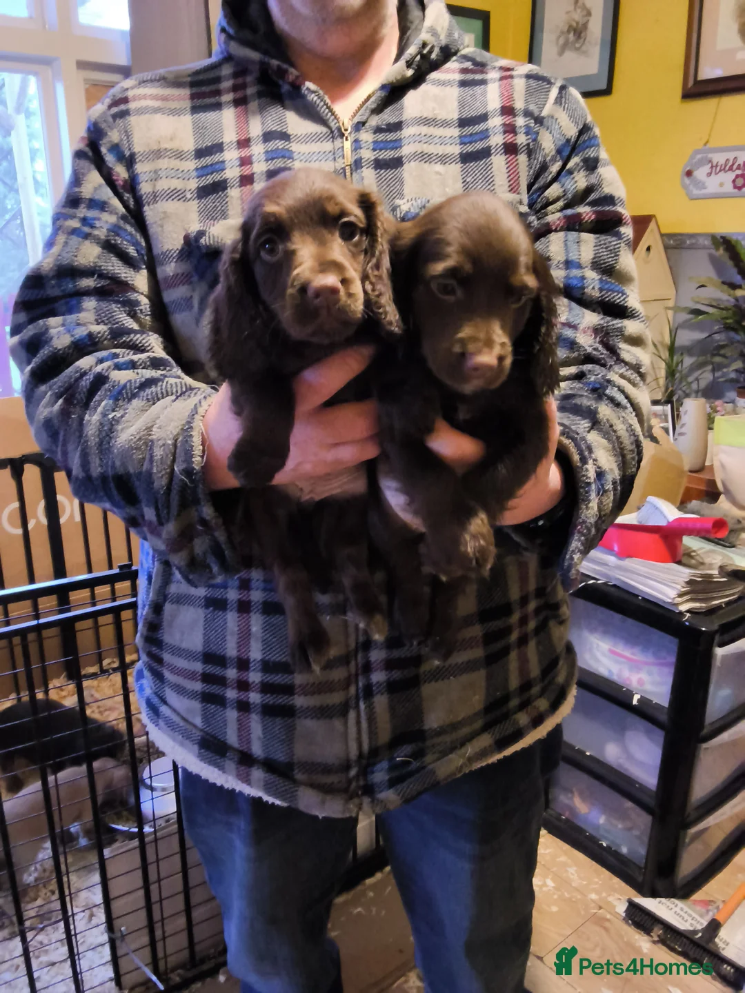 Cocker Spaniel dogs for sale: Cocker spaniel  - Advert 2