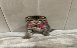 Scottish Fold cats for sale: ✨🐾 Cute Kittens Looking for Loving Homes! 🐾✨ - Image 5