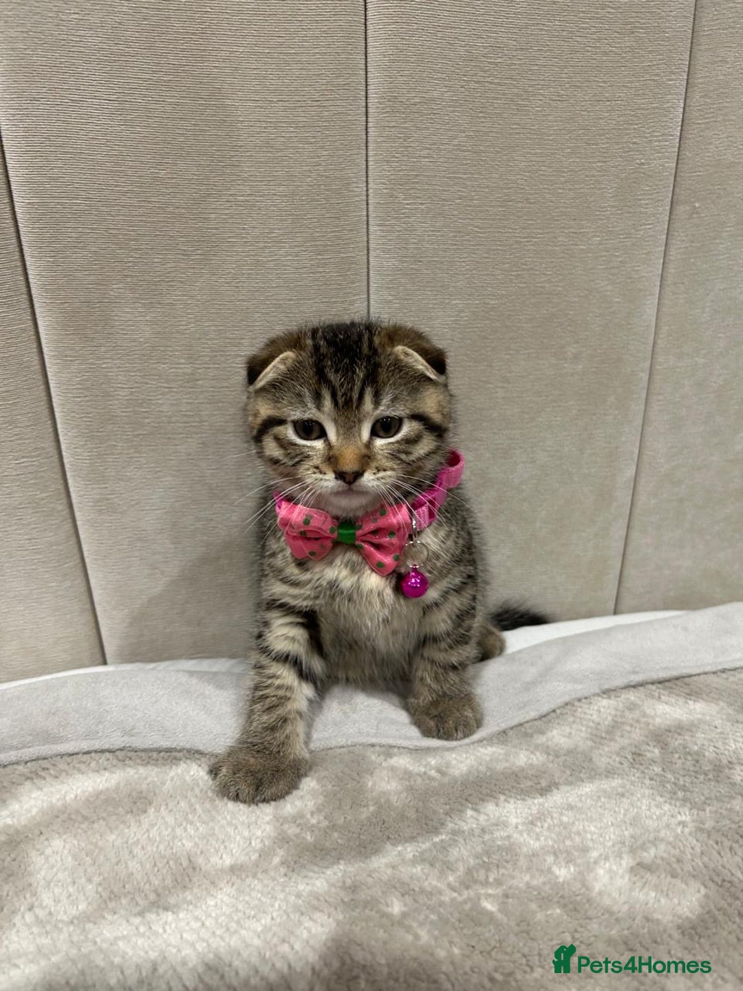 Scottish Fold cats for sale: ✨🐾 Cute Kittens Looking for Loving Homes! 🐾✨ - Image 5