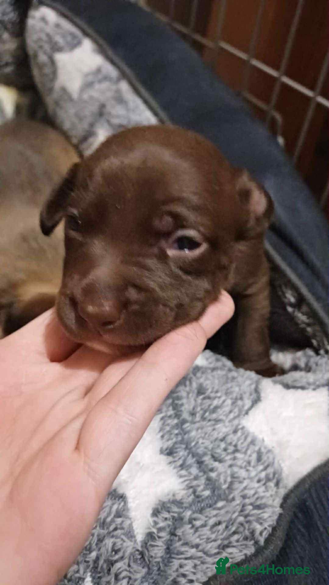 Mixed Breed dogs for sale: Puppies for sale spaniel x bully - Image 8
