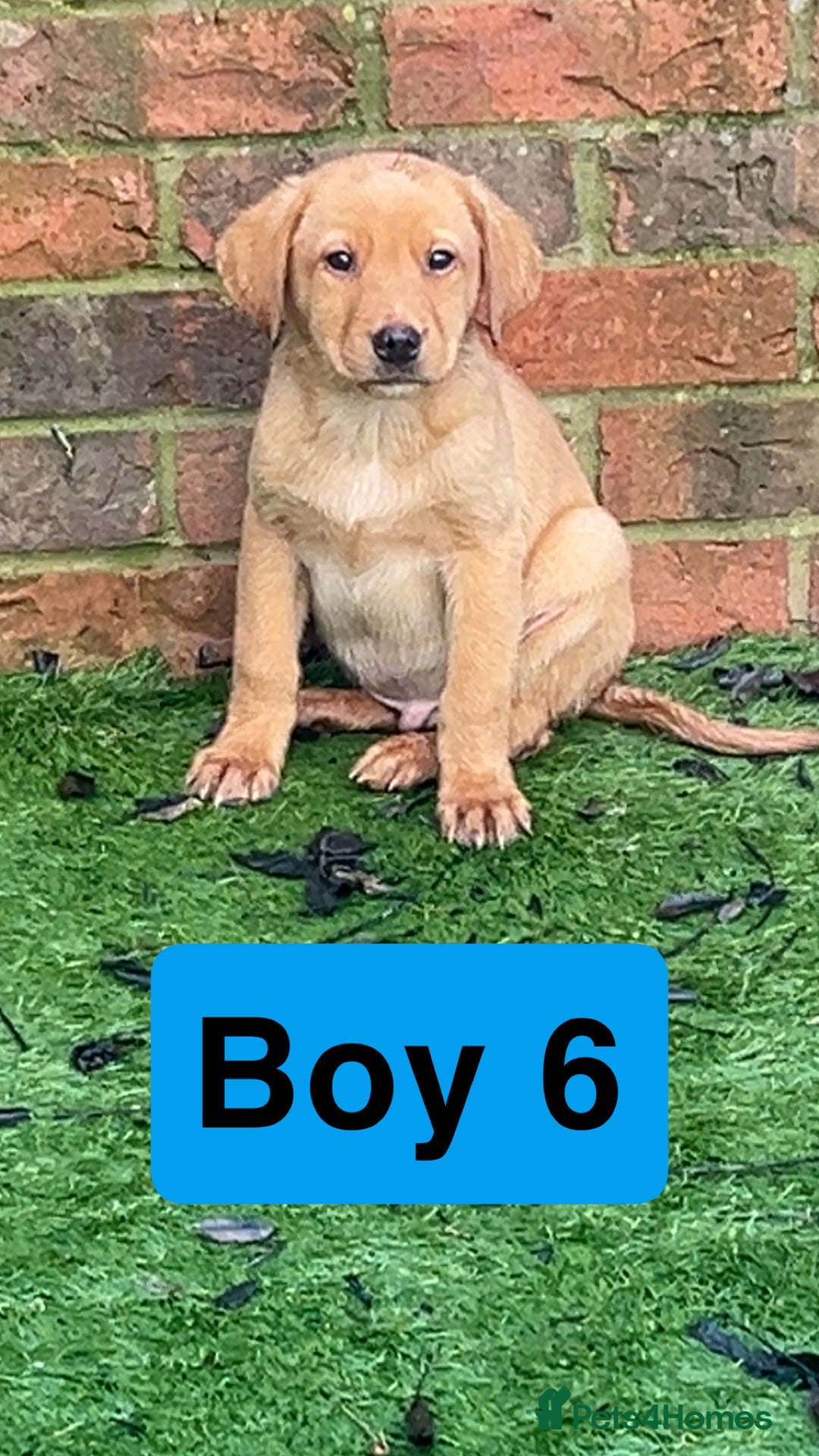 Labrador Retriever dogs for sale: Red Fox Labrador Puppies! ❗️ready now❗️ - Advert 10