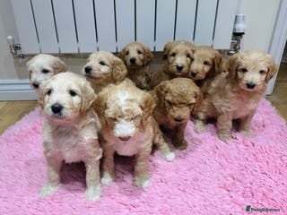 Mixed Breed dogs Australian double doodles READY TO LEAVE NOW - Advert 3