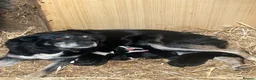 Mixed Breed dogs for sale: 5x Male Kelpie x Border Collies  - Advert 3