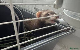 Ferret rodents for sale: ferret jills for sale - Image 3