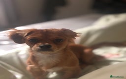 Mixed Breed dogs for sale: For sale 7 months old  - Image 1