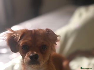 Mixed Breed dogs - Advert 14