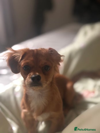 Mixed Breed dogs - Advert 4