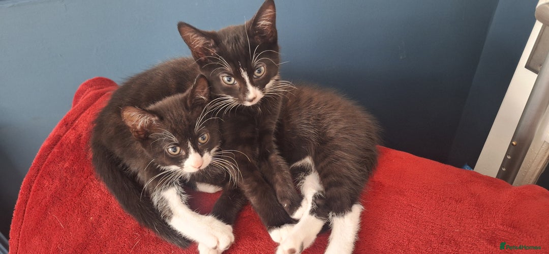 Mixed Breed cats for sale: 3 black and white kittens  - Image 2