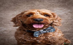Cockapoo dogs for sale: Apricot & Fox Red F1B Cockapoo Puppies - Image 10
