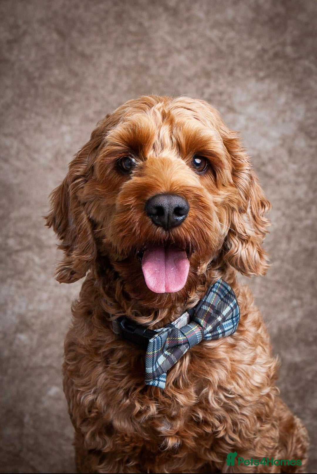 Cockapoo dogs for sale: Apricot & Fox Red F1B Cockapoo Puppies - Image 10