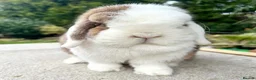 Mini Lop rabbits for sale: Hobby breeder of pure bred mini lops  - Advert 3