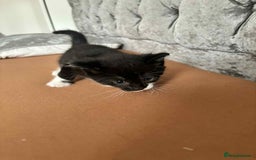 Mixed Breed cats for sale: Mixed breed cats  - Image 8