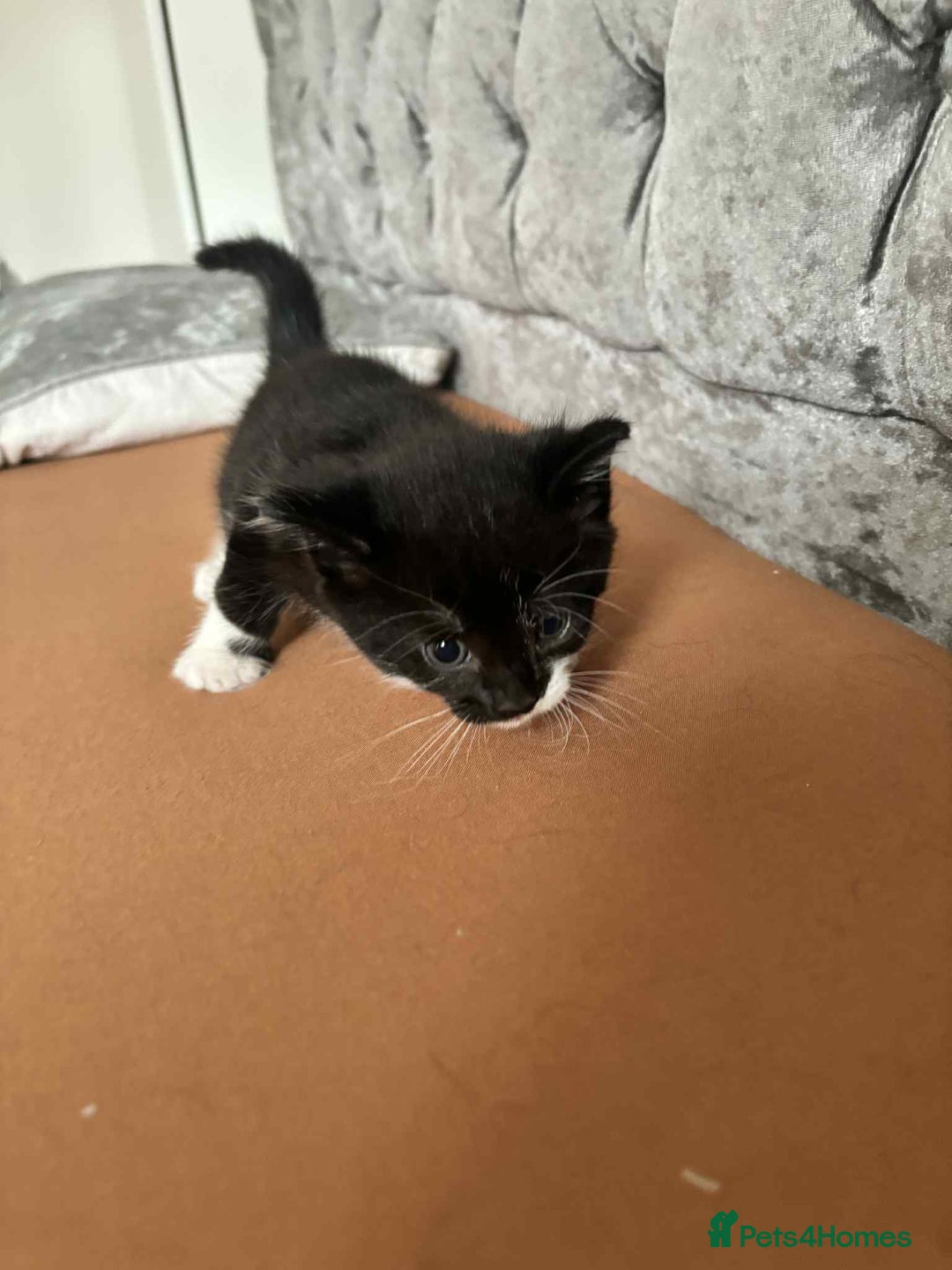 Mixed Breed cats for sale: Mixed breed cats  - Image 8