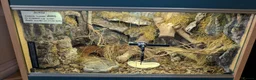 Corn Snake reptiles for sale: Corn snake with enclosure - Advert 2