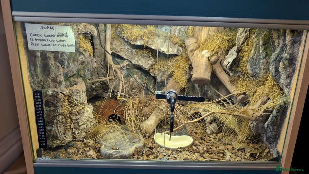 Corn Snake reptiles for sale: Corn snake with enclosure - Advert 2