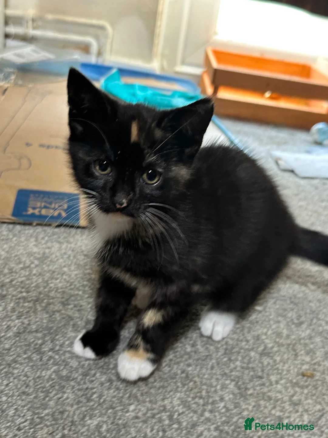 British Shorthair cats for sale: Kittens ready to home in Croydon - Advert 10