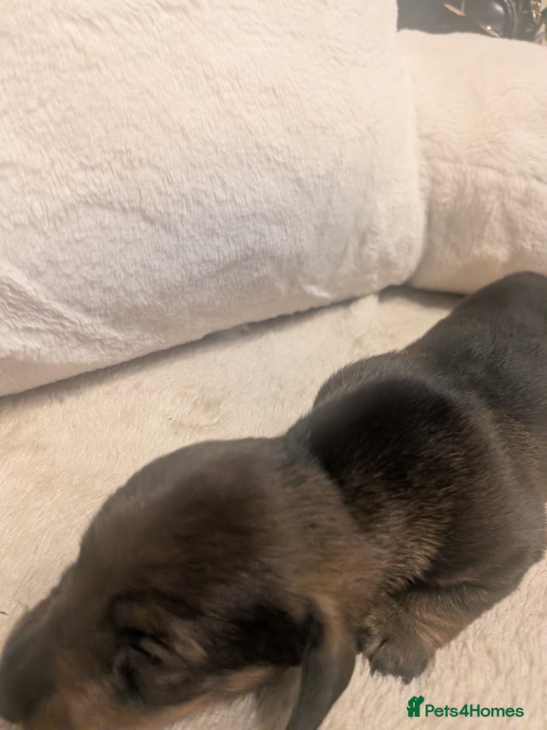 Dachshund dogs for sale: Dachshund puppies  - Advert 11