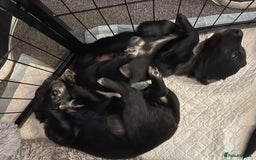 Mixed Breed dogs for sale: 🌟 Collie x Golden Retriever Puppies 🌟 - Image 32