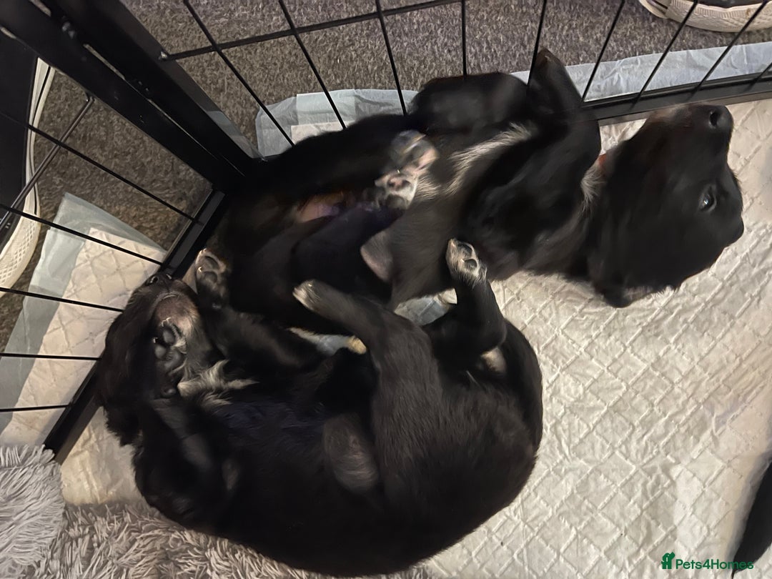 Mixed Breed dogs for sale: 🌟 Collie x Golden Retriever Puppies 🌟 - Image 32