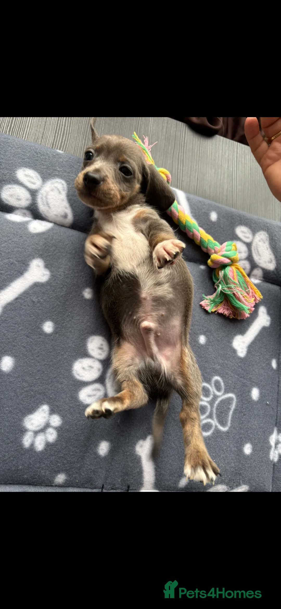 Dachshund dogs for sale: Dachshund Puppies - Advert 23