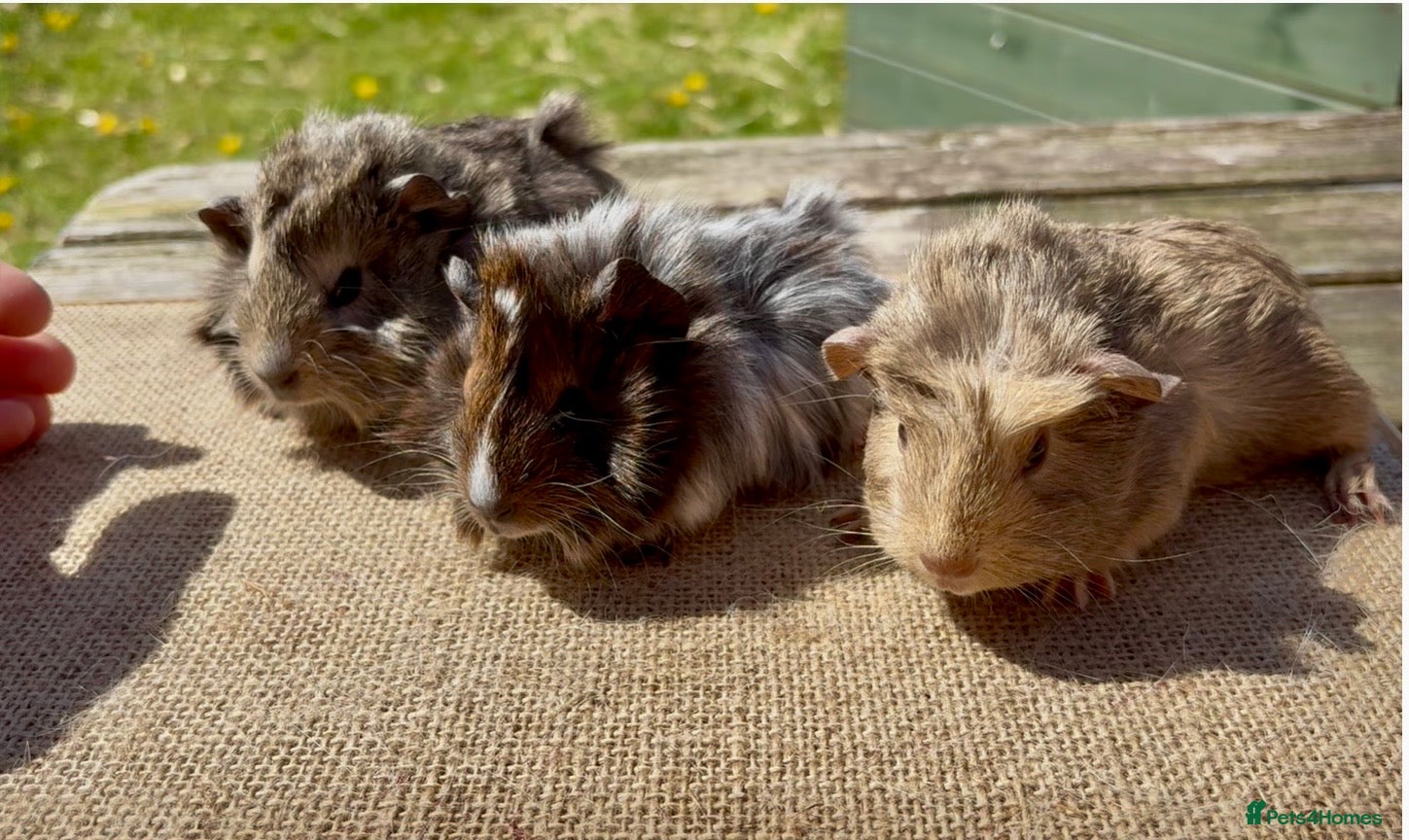 Guinea Pig rodents Beautiful young sows - funky & crested  - Advert 1