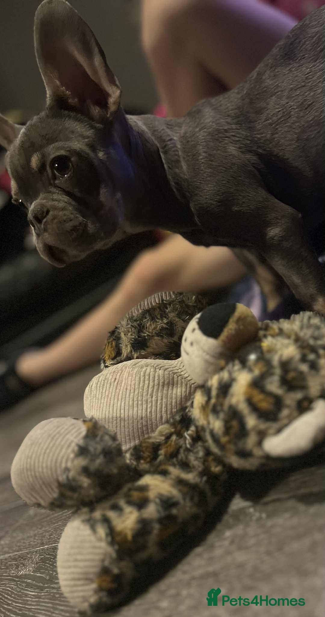 French Bulldog dogs for sale: KC Registered Lilac & Tan French Bulldog Puppies  - Advert 7