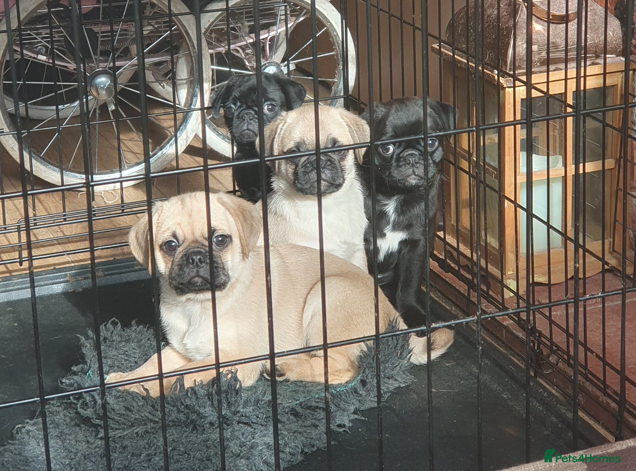 Puggle dogs Puggle puppies - Advert 1