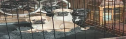 Puggle dogs for sale: Puggle puppies in Northwich - Advert 1