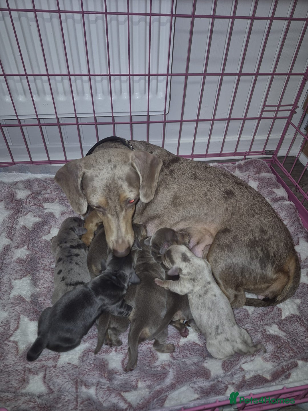 Dachshund dogs for sale: Dachshund  - Advert 1