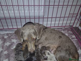 Dachshund dogs Dachshund - Advert 1