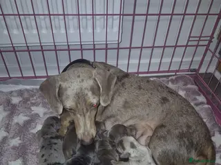 Dachshund dogs Dachshund - Advert 6