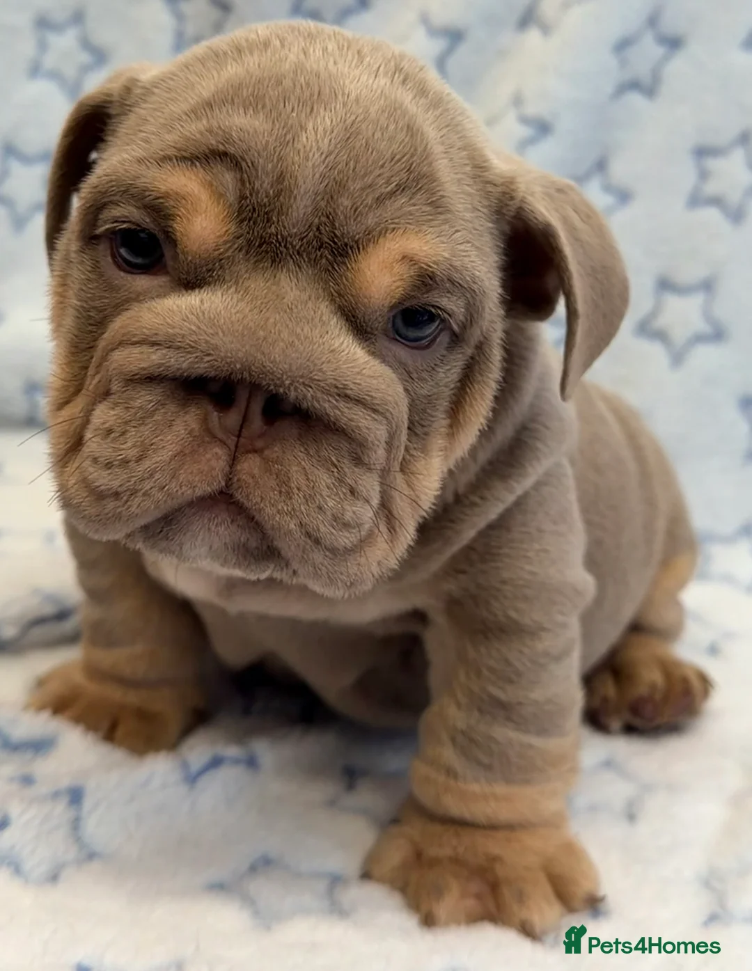 English Bulldog dogs for sale: Stunning kc English bulldog puppies, Ready now!!! - Advert 13