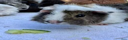 Guinea Pig rodents for sale: Guinea pig babies . Mixed breeds  - Advert 12