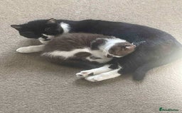 British Shorthair cats for sale: GCCF Registered British Shorthair Kittens  - Image 10