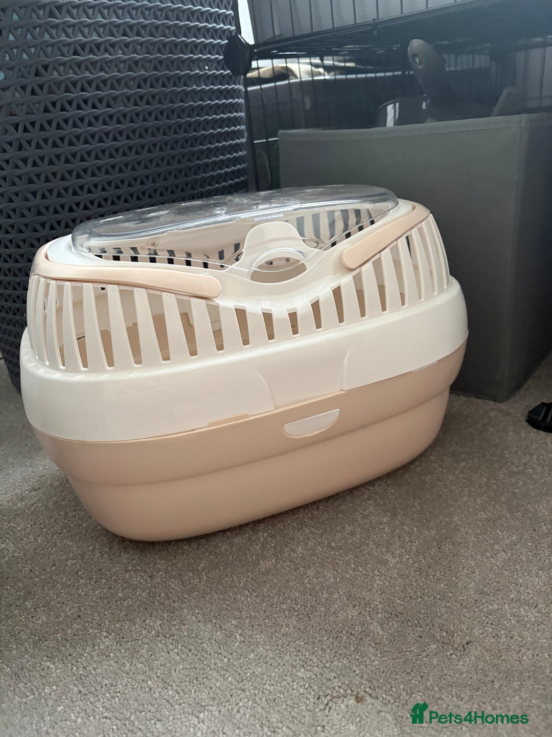 Guinea Pig rodents for sale: Bert and Earnie  - Advert 7