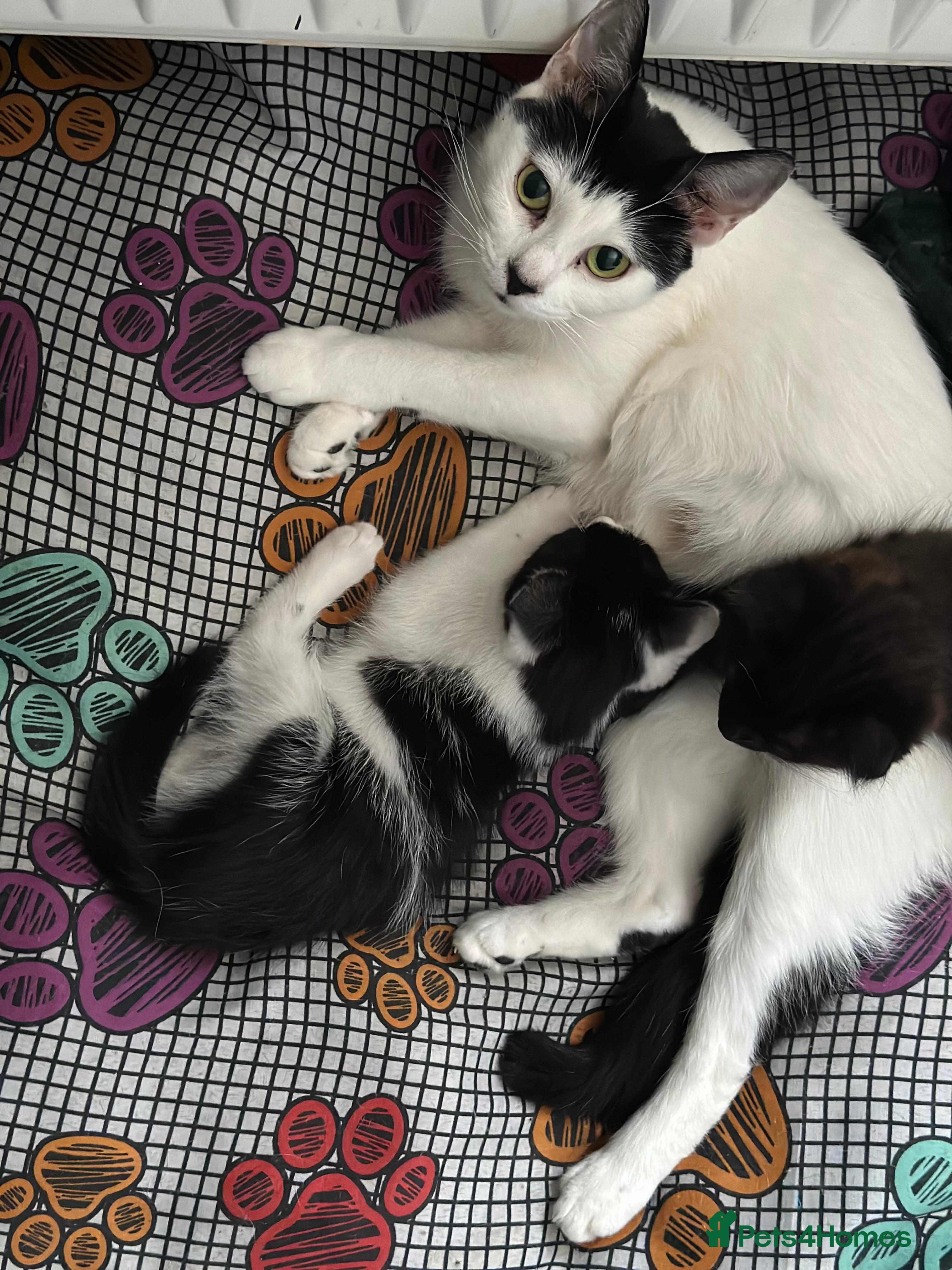 Mixed Breed cats Absolutely stunning female and male kittens  - Advert 1