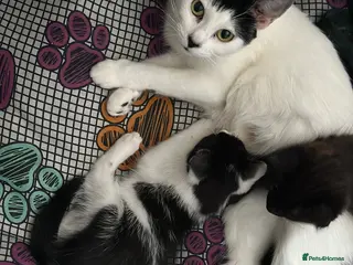 Mixed Breed cats Absolutely stunning female and male kittens - Advert 3