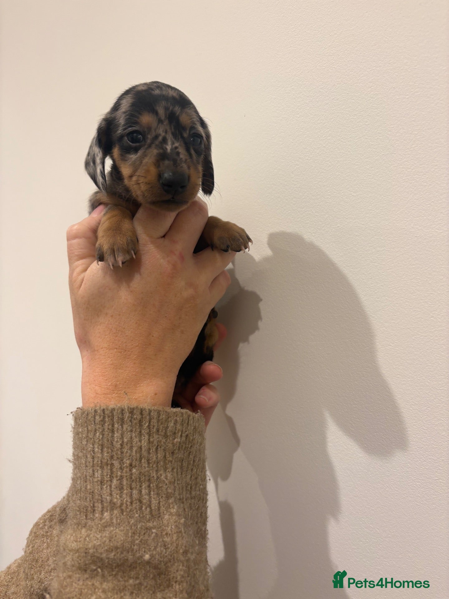 Miniature Dachshund dogs for sale: GORGEOUS KC MINIATURE DACHSHUND PUPPIES  - Advert 1