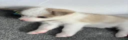 Pomsky dogs for sale: Gorgeous F3 Pomsky pups / perfect Husky markings - Advert 15