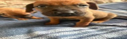 Rhodesian Ridgeback dogs for sale: RHODESIAN RIDGEBACKS KC  - Advert 5