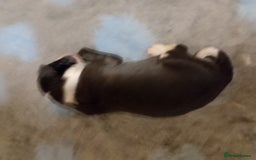 Mixed Breed dogs for sale: Bedlington x greyhound lurchers - Image 3