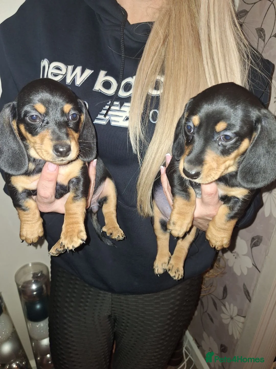 Dachshund dogs for sale: Miniature dachshunds boys and girls  - Advert 13