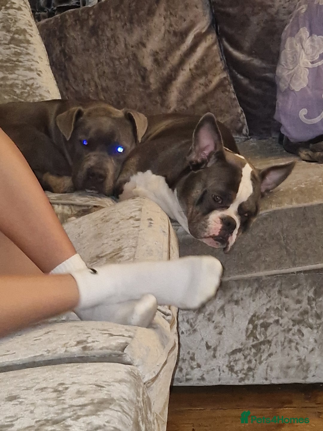 Mixed Breed dogs for sale: Frenglish x American Bully Puppies  - Advert 8