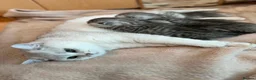 Scottish Fold cats for sale: 4 Pedigree Scottish Fold/Straight Kittens - Advert 11