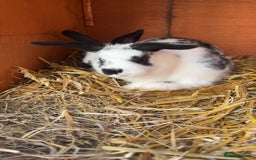 Mixed Breed rabbits for sale: 4 baby rabbits  - Image 4